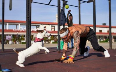 How to Build Muscle on a Dog with Food