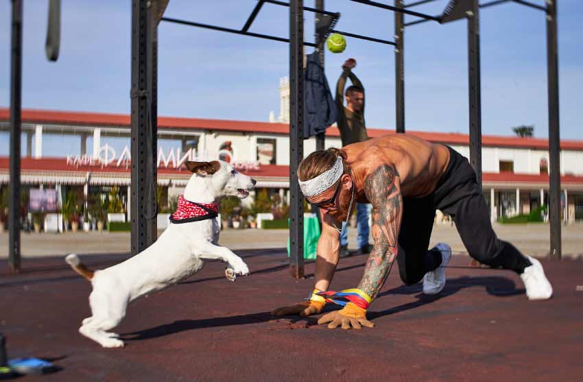 How to Build Muscle on a Dog with Food