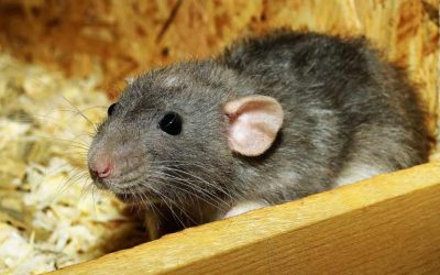 Natural Rat Control | Shield your Home from Rats