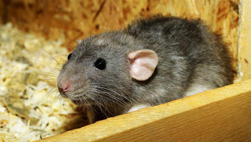 Natural Rat Control | Shield your Home from Rats
