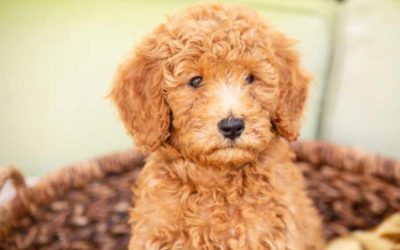 Full Grown Mini Goldendoodle