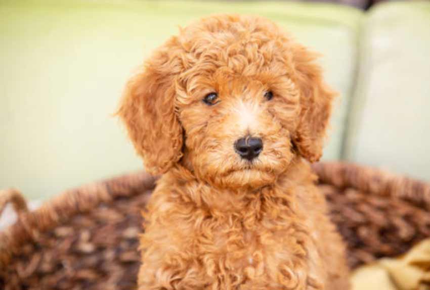 Full Grown Mini Goldendoodle