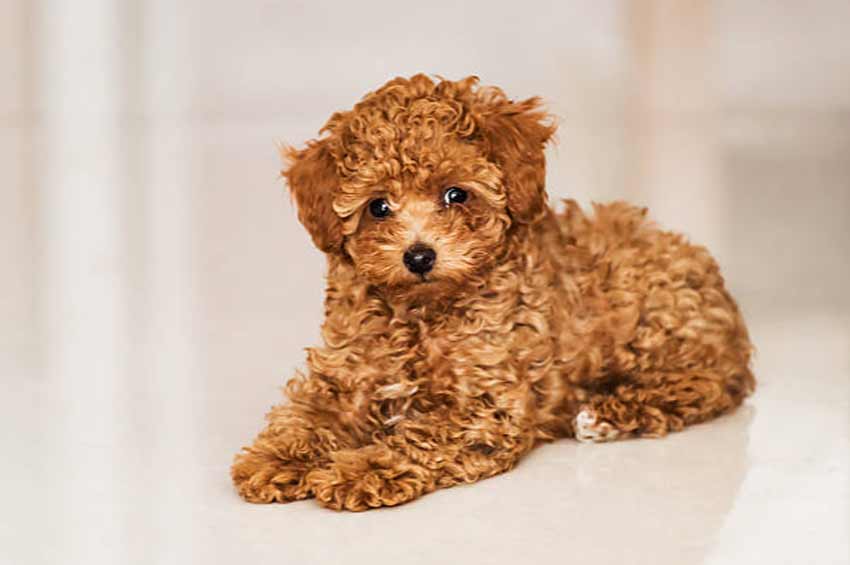 Full Grown Mini Goldendoodle