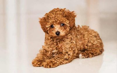 When is a mini goldendoodle full grown?