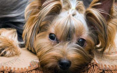 Teddy Bear Yorkie Haircuts