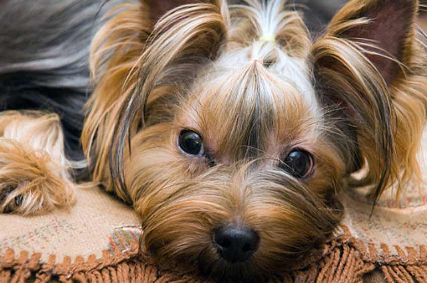 Teddy Bear Yorkie Haircuts