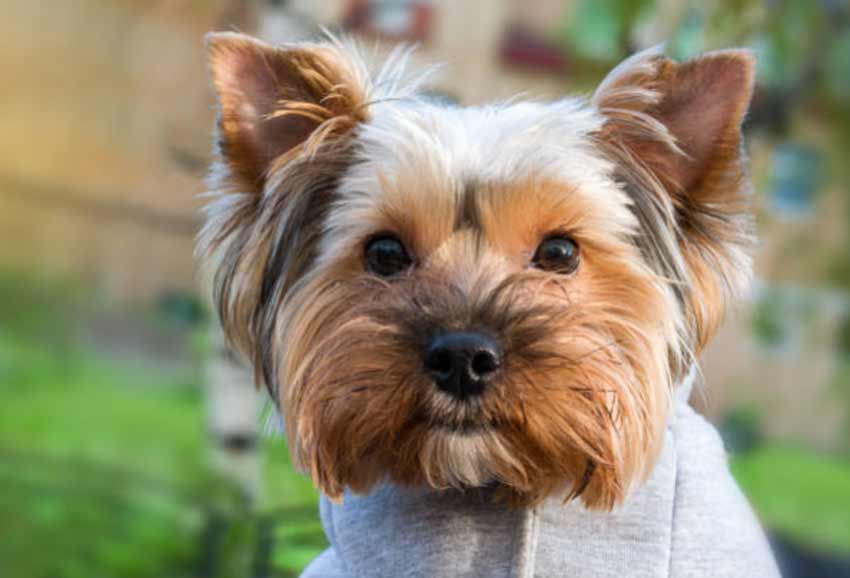 Teddy Bear Yorkie Haircuts