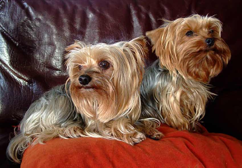 Teddy Bear Yorkie Haircuts