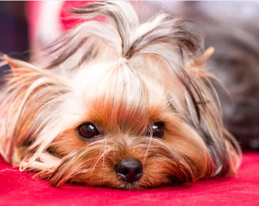 Teddy Bear Yorkie Haircuts