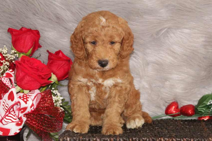 When is a mini goldendoodle full grown