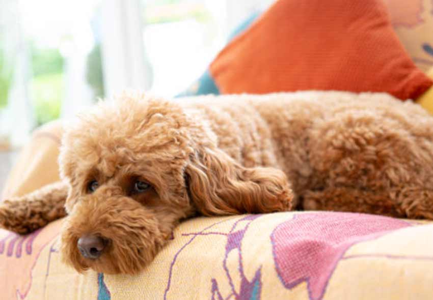 Full Grown Mini Goldendoodle