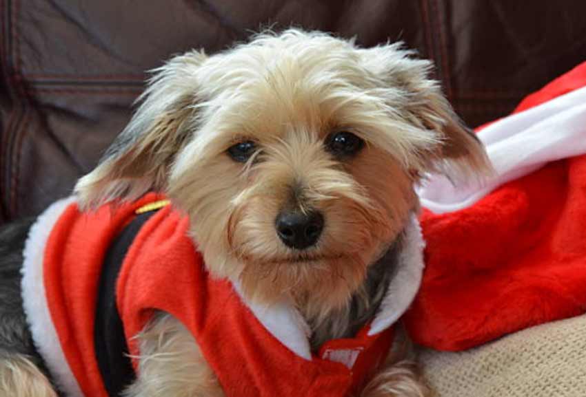 Teddy Bear Yorkie Haircuts