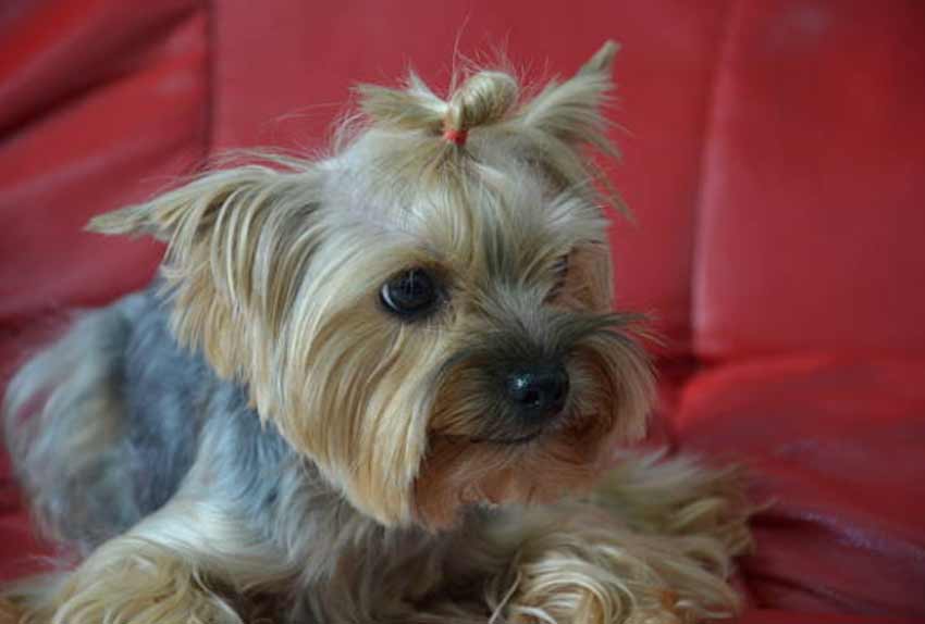 Teddy Bear Yorkie Haircuts