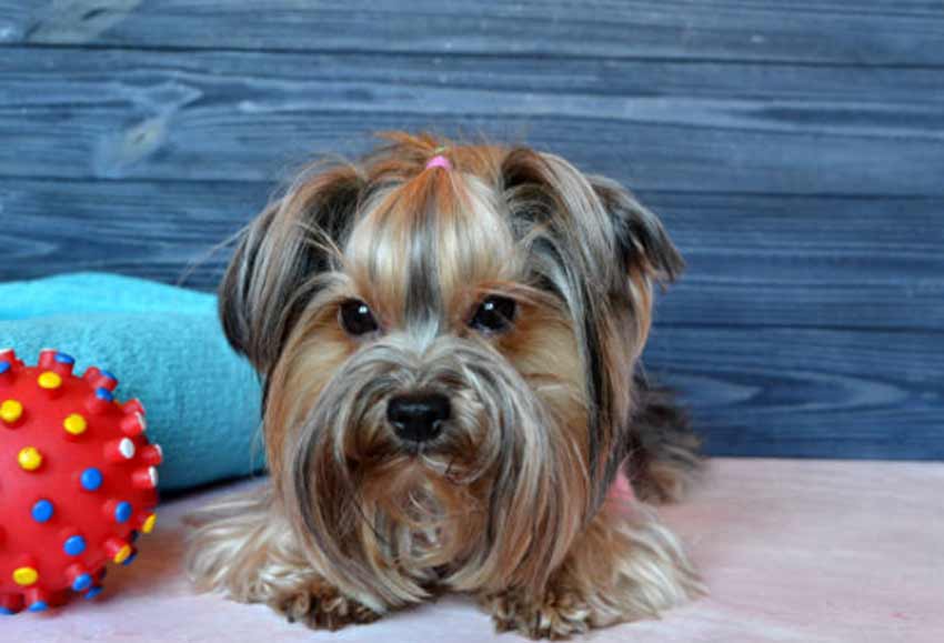 Teddy Bear Yorkie Haircuts