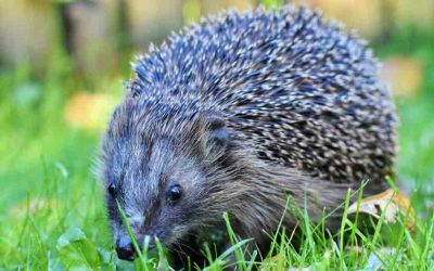 How Much is a Hedgehog Pet? Summary of Total Cost & Ongoing Care and Expenses