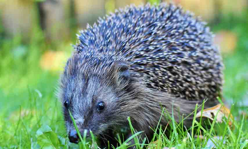 How Much is a Hedgehog Pet? Summary of Total Cost & Ongoing Care and Expenses