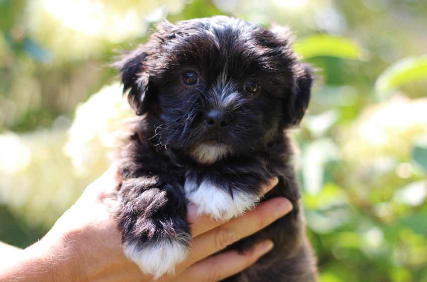 Teddy Bear Dog Puppy