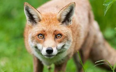 Canadian Marble Fox | Can you own? | Where can I buy a Marble fox?