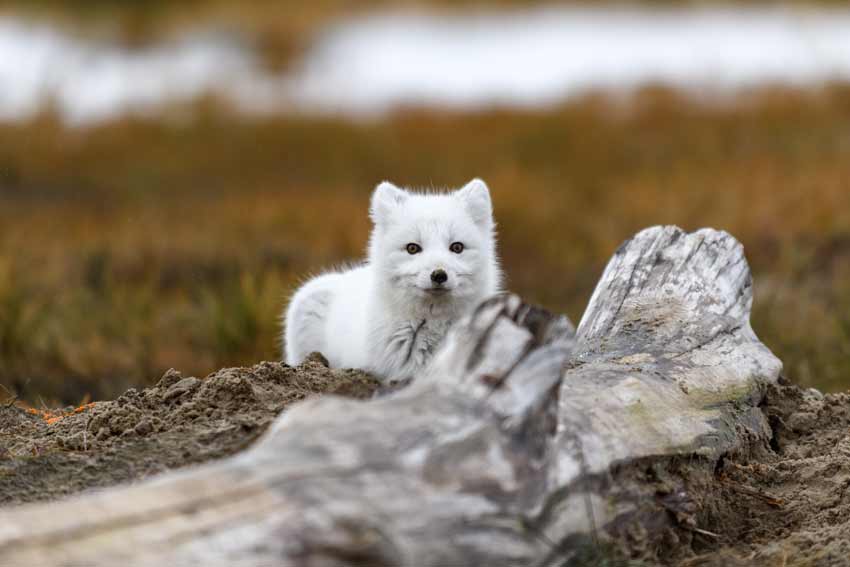 Canadian Marble Fox