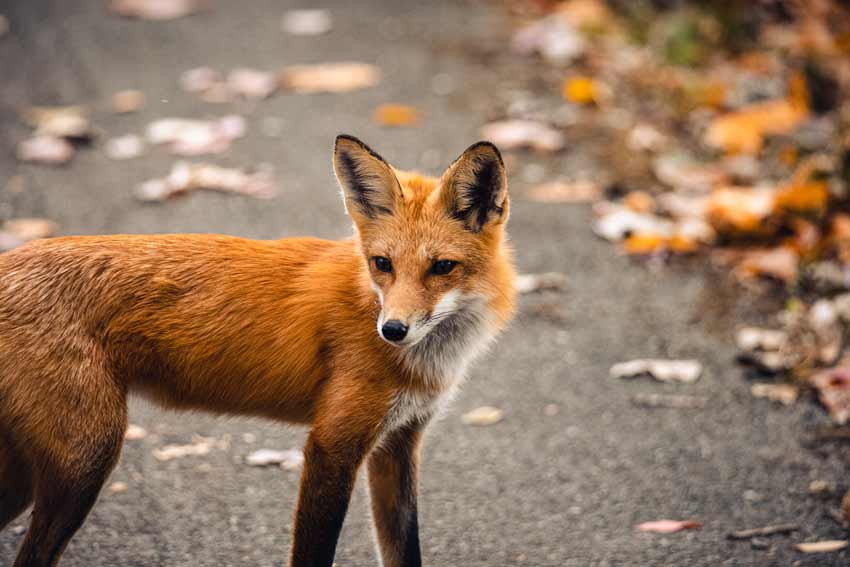 Canadian Marble Fox