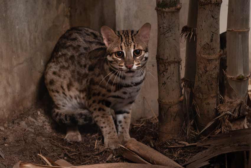 Rusty Spotted Cat Pet