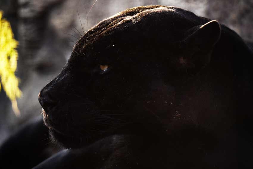 Panther Black Pitbull