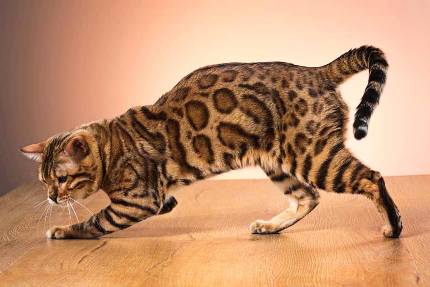 Rusty Spotted Cat Pet