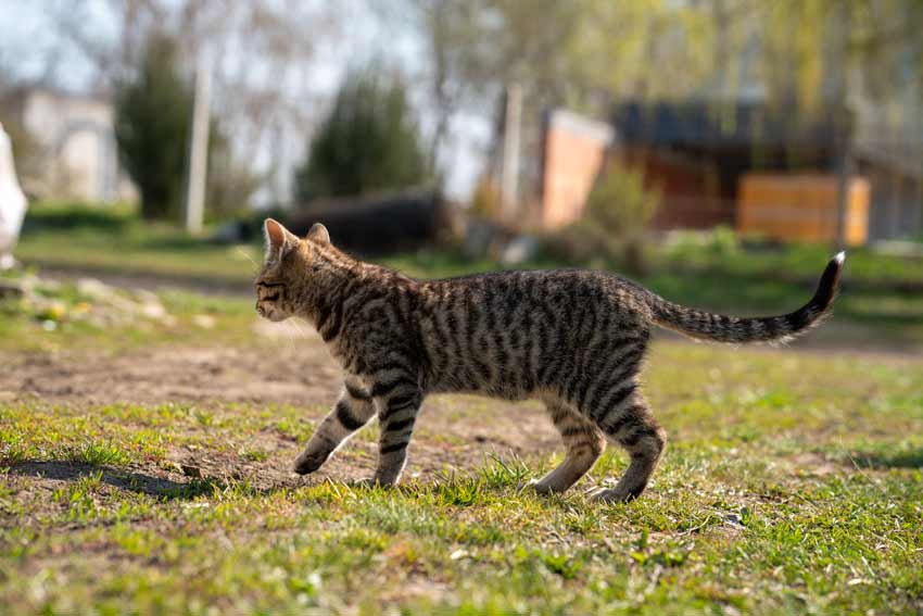 Rusty Spotted Cat Pet