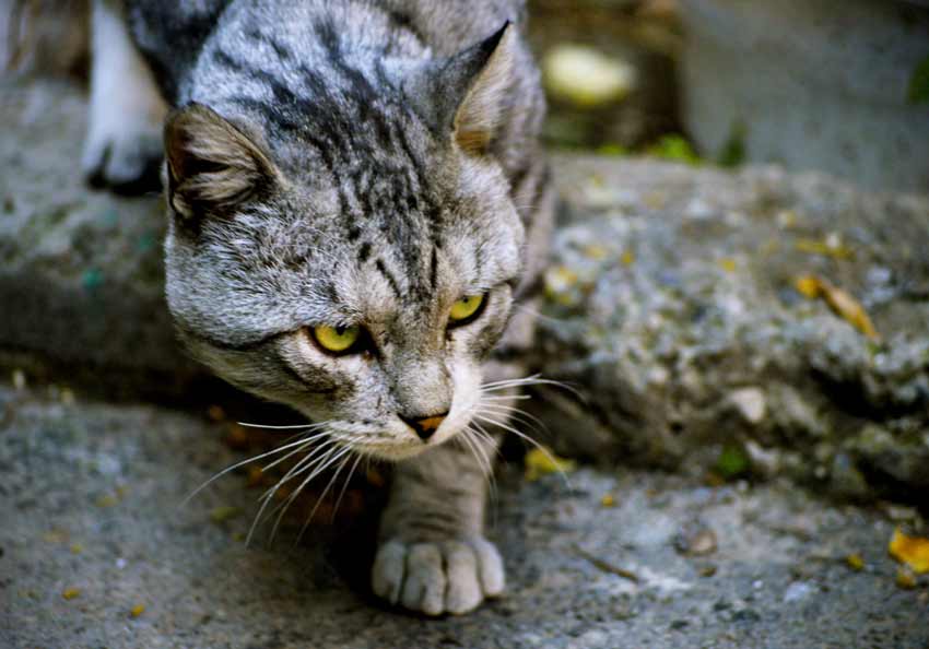 Rusty Spotted Cat Pet