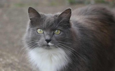 Grey and White Breed of Cat