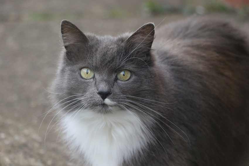 Grey and White Breed of Cat