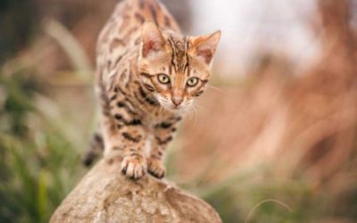 How big is a Rusty spotted cat?