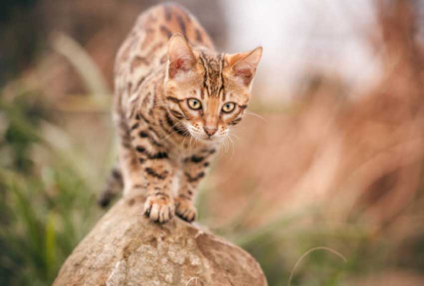 How big is a Rusty spotted cat?