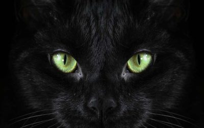 Black Cats With Green Eyes