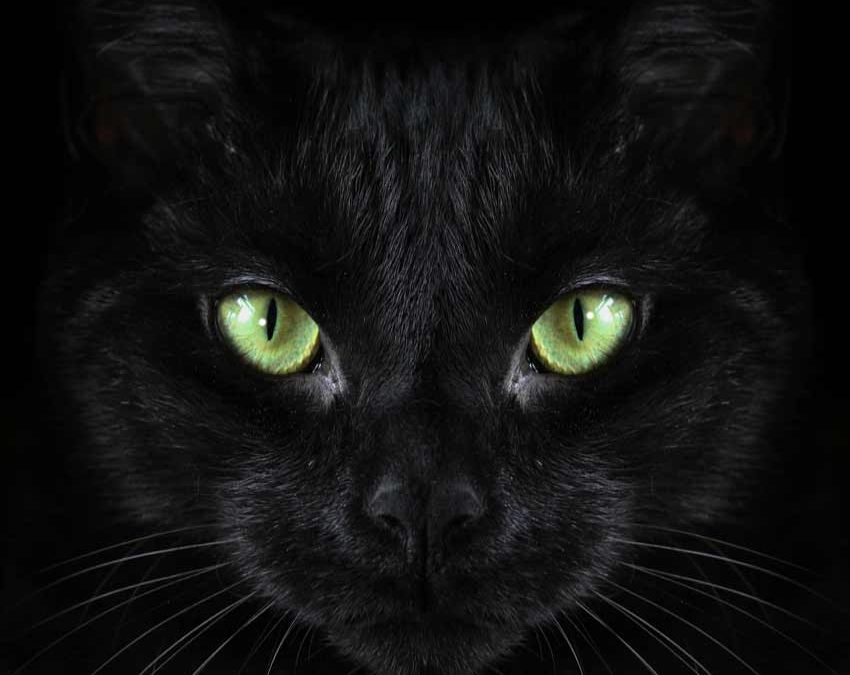 Black Cats With Green Eyes