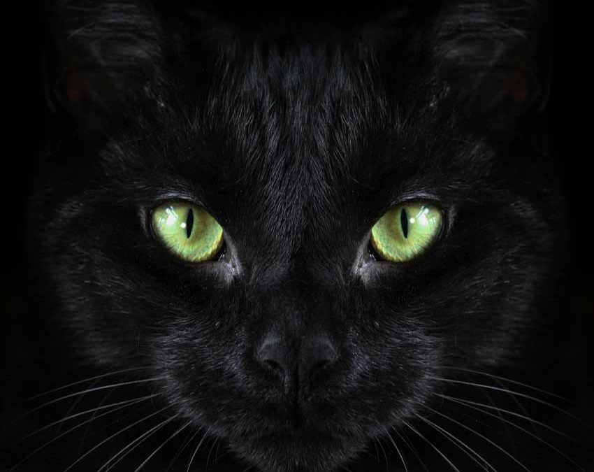 Black Cats With Green Eyes