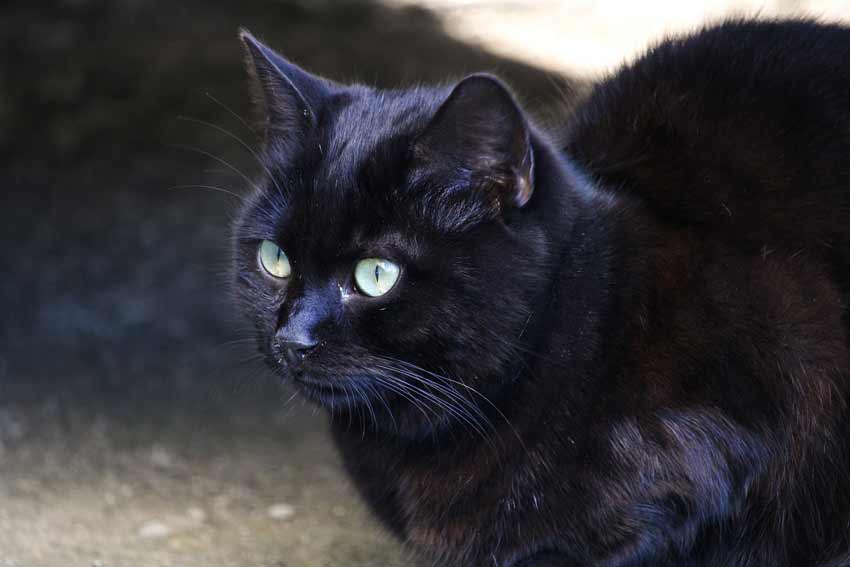 Black Cats With Green Eyes