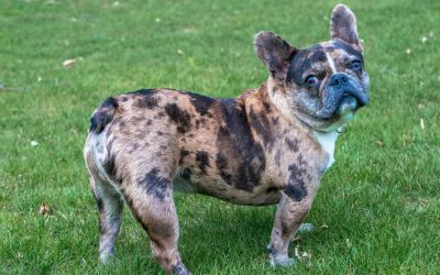 How much is a Merle French Bulldog