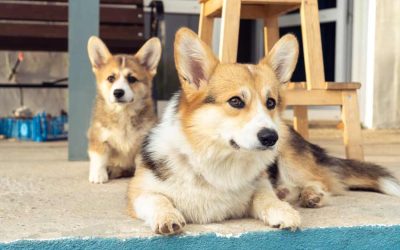 Blue heeler and corgi mix puppies