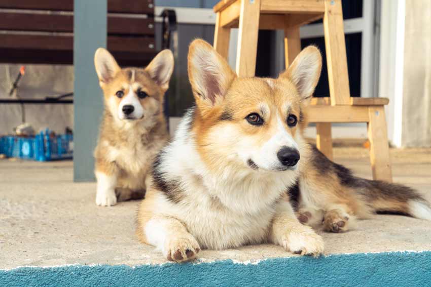 Blue heeler and corgi mix