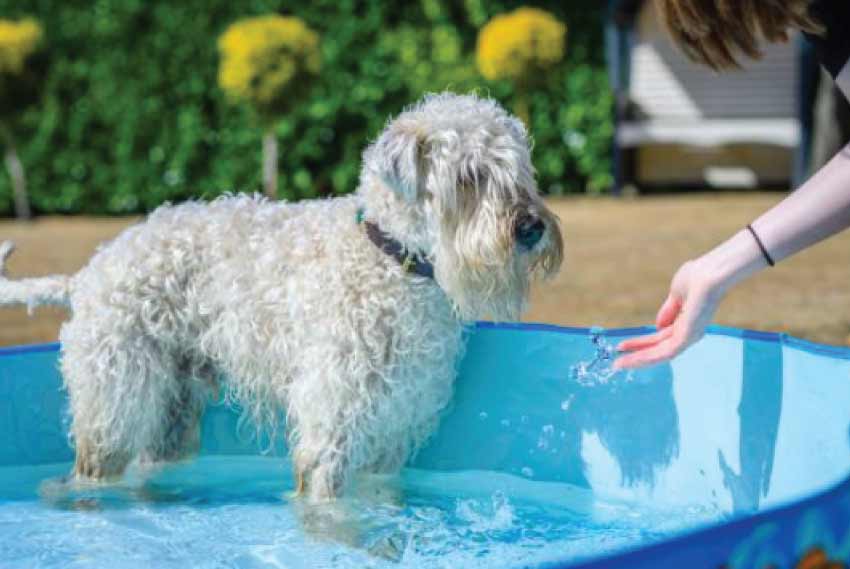 Are Paddling Pools Good for Dogs