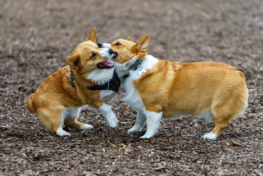 Blue heeler and corgi mix 