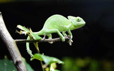 Baby Chameleon Care | How much does a baby chameleon cost?