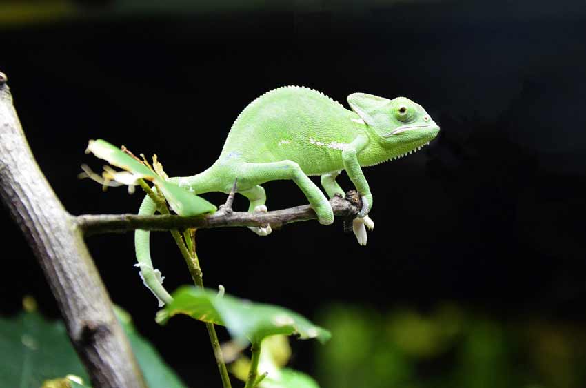 Baby Chameleon