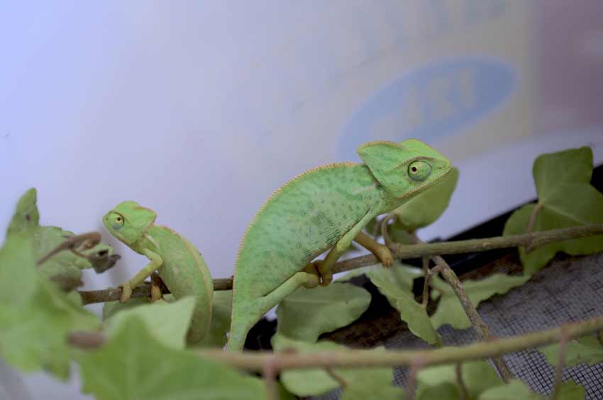 Baby Chameleon