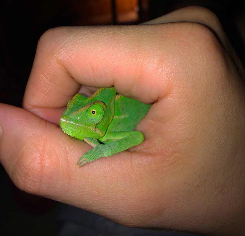 Baby Chameleon