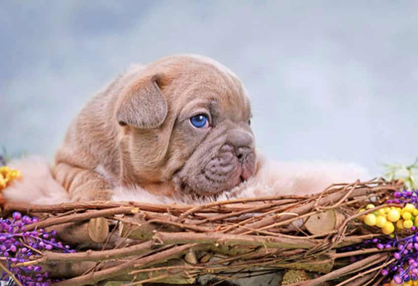 Lilac Merle French Bulldog