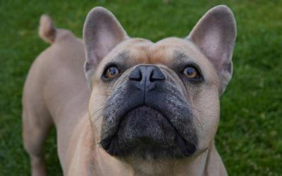 French Bulldog with long tail | Are french Bulldogs born with long tails?