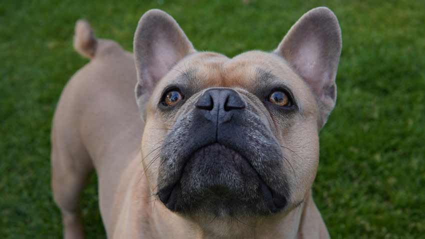 French Bulldog with long tail