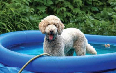 Are Paddling Pools Good for Dogs?
